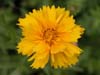 Coreopsis Grandiflor